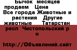 Бычок 6месяцев продаем › Цена ­ 20 000 - Все города Животные и растения » Другие животные   . Татарстан респ.,Чистопольский р-н